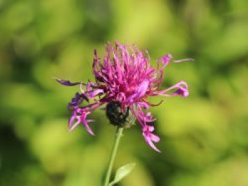 Skabiosen-Flockenblume, Centaurea scabiosa, Topfware