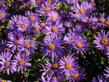 Sommer-Aster &#8218;Blue King&#8216;, Aster amellus &#8218;Blue King&#8216;, Topfware