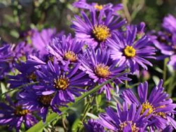 Sommer-Aster &#8218;Butzemann&#8216;, Aster amellus &#8218;Butzemann&#8216;, Topfware