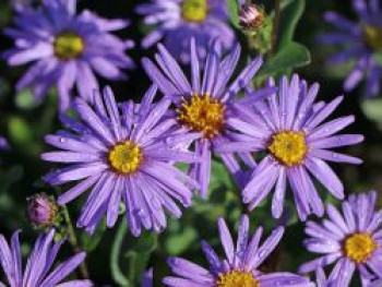 Sommer-Aster &#8218;Mira&#8216;, Aster amellus &#8218;Mira&#8216;, Topfware