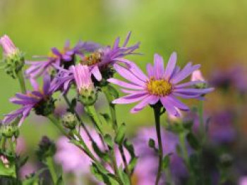 Sommer-Aster &#8218;Rosa Erfüllung&#8216;, Aster amellus &#8218;Rosa Erfüllung&#8216;, Topfware