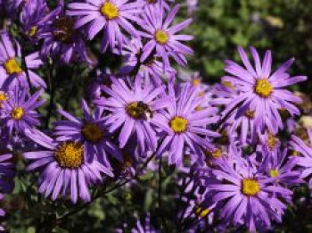 Sommer-Aster &#8218;Rudolf Goethe&#8216;, Aster amellus &#8218;Rudolf Goethe&#8216;, Topfware