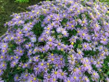 Sommer-Aster &#8218;Sternkugel&#8216;, Aster amellus &#8218;Sternkugel&#8216;, Topfware