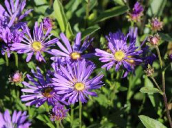 Sommer-Aster &#8218;Veilchenkönigin&#8216;, Aster amellus &#8218;Veilchenkönigin&#8216;, Topfware