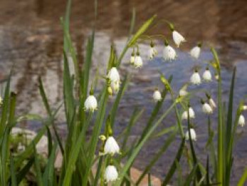 Sommer-Knotenblume 'Gravetye Giant', Leucojum aestivum 'Gravetye Giant', Topfware