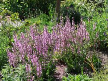 Sommer-Salbei 'Rose Rhapsody', Salvia pratensis 'Rose Rhapsody', Topfware