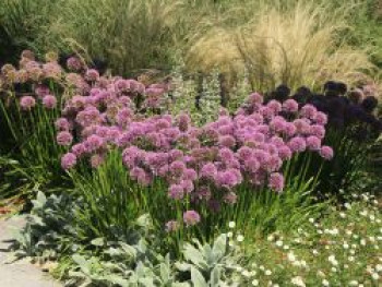 Sommer-Zierlauch 'Summer Beauty', Allium tanguticum 'Summer Beauty', Topfware