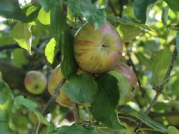 Sommerapfel &#8218;Charlamowsky&#8216;, &#8218;Early Joe&#8216;, &#8218;Augustapfel&#8216;, Stamm 40-60 cm, 120-160 cm, Malus &#8218;Charlamowsky&#8216;, &#8218;Early Joe&#8216;, &#8218;Augustapfel&#8216;, Wurzelware