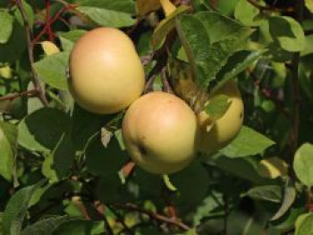 Sommerapfel &#8218;Helios&#8216;, Stamm 40-60 cm, 120-160 cm, Malus &#8218;Helios&#8216;, Containerware