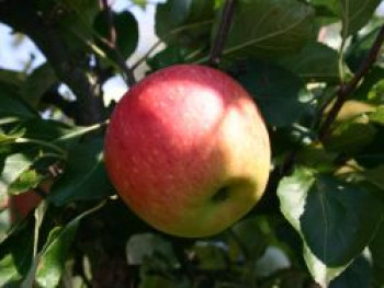 Sommerapfel &#8218;James Grieve&#8216;, Stamm 40-60 cm, 120-160 cm, Malus &#8218;James Grieve&#8216;, Containerware