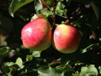 Sommerapfel &#8218;Nela&#8216;, Stamm 40-60 cm, 120-160 cm, Malus &#8218;Nela&#8216;, Containerware