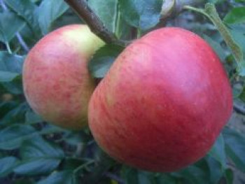 Sommerapfel &#8218;Pfirsichroter Sommerapfel&#8216;, Stamm 40-60 cm, 120-160 cm, Malus &#8218;Pfirsichroter Sommerapfel&#8216;, Containerware