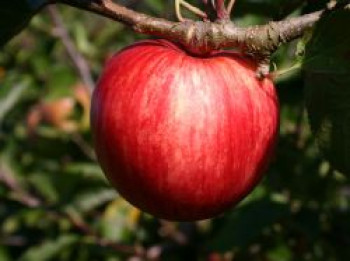 Sommerapfel &#8218;Piros&#8216;, Stamm 40-60 cm, 120-160 cm, Malus &#8218;Piros&#8216;, Containerware