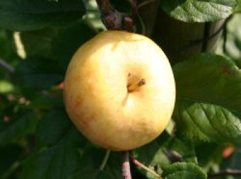 Sommerapfel &#8218;Rheingold&#8216;, Stamm 40-60 cm, 120-160 cm, Malus &#8218;Rheingold&#8216;, Wurzelware