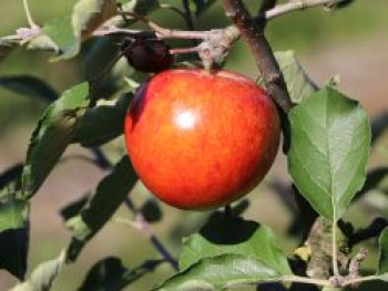 Sommerapfel &#8218;Roter James Grieve&#8216; / &#8218;Rubin&#8216;, Stamm 40-60 cm, 120-160 cm, Malus &#8218;Roter James Grieve&#8216; / &#8218;Rubin&#8216;, Containerware