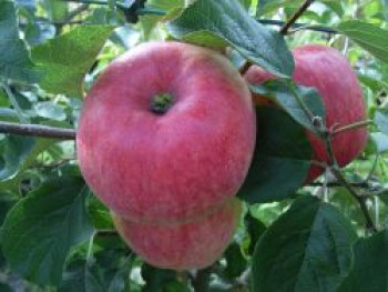 Sommerapfel &#8218;Stark Earliest&#8216;, Stamm 40-60 cm, 120-140 cm, Malus &#8218;Stark Earliest&#8216;, Containerware