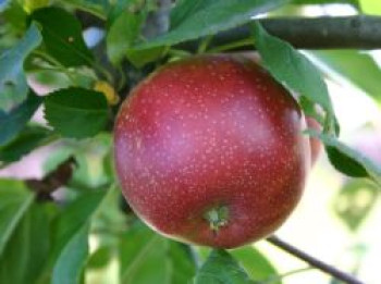 Sommerapfel &#8218;Summerred&#8216;, Stamm 40-60 cm, 120-160 cm, Malus &#8218;Summerred&#8216;, Containerware