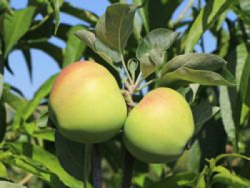 Sommerapfel &#8218;Weißer Klarapfel&#8216;, Stamm 40-60 cm, 120-160 cm, Malus &#8218;Weißer Klarapfel&#8216;, Containerware