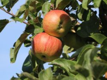 Sommerapfel &#8218;Zimtapfel&#8216;, Stamm 40-60 cm, 120-160 cm, Malus &#8218;Zimtapfel&#8216;, Wurzelware