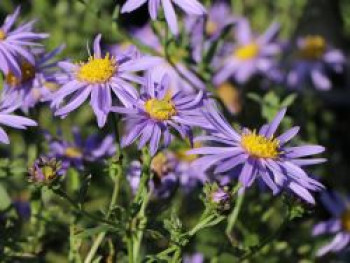 Sommeraster &#8218;Dr. Otto Petscheck&#8216;, Aster amellus &#8218;Dr. Otto Petscheck&#8216;, Topfware