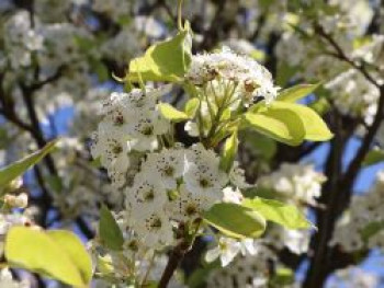 Sommerbirne 'Münsterbirne', 125-150 cm, Pyrus communis 'Münsterbirne', Containerware