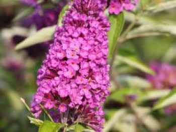 Zwerg-Sommerflieder / Schmetterlingsstrauch &#8218;Free Petite ® Tutti Fruitti&#8216;, Buddleja davidii &#8218;Free Petite ® Tutti Fruitti&#8216;, Containerware