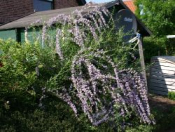 Wechselblättriger Schmetterlingsflieder / Sommerflieder / Hängeflieder, 60-100 cm, Buddleja alternifolia, Containerware