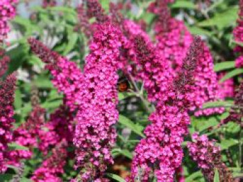 Schmetterlingsflieder / Sommerflieder Summer Kids ® 'Mats Magic Red', 20-40 cm, Buddleja davidii Summer Kids ® 'Mats Magic Red', Containerware