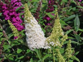 Schmetterlingsflieder / Sommerflieder Summer Kids ® 'Wilma White', 20-40 cm, Buddleja davidii Summer Kids ® 'Wilma White', Containerware
