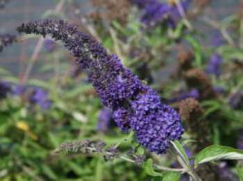 Schmetterlingsflieder / Sommerflieder &#8218;Adonis Blue&#8216;, 30-40 cm, Buddleja davidii &#8218;Adonis Blue&#8216;, Containerware