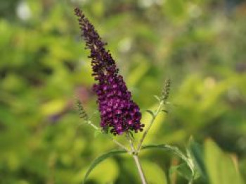 Schmetterlingsflieder / Sommerflieder 'African Queen', 40-60 cm, Buddleja davidii 'African Queen', Containerware