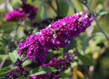 Schmetterlingsflieder / Sommerflieder &#8218;Berries and Cream&#8216;, Buddleja davidii &#8218;Berries and Cream&#8216;, Containerware