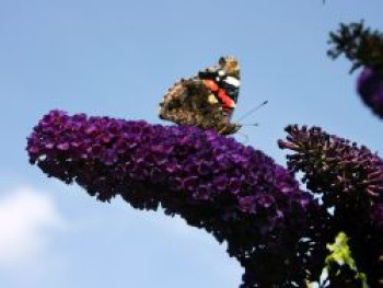 Schmetterlingsflieder / Sommerflieder 'Black Knight', 100-125 cm, Buddleja davidii 'Black Knight', Containerware