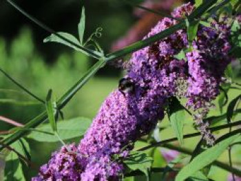 Sommerflieder / Schmetterlingsstrauch &#8218;Border Beauty&#8216;, Buddleja davidii &#8218;Border Beauty&#8216;, Containerware