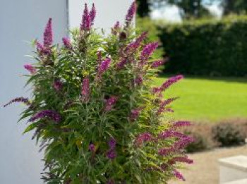 Sommerflieder / Schmetterlingsstrauch &#8218;Butterfly Tower&#8216;, Buddleja davidii &#8218;Butterfly Tower&#8216;, Containerware