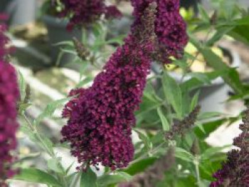 Zwerg-Sommerflieder / Zwerg-Schmetterlingsstrauch BUZZ ® &#8218;Wine&#8216;, Buddleja davidii BUZZ ® &#8218;Wine&#8216;, Containerware