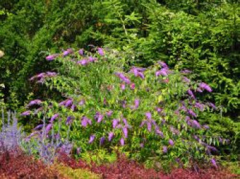 Sommerflieder / Schmetterlingsstrauch &#8218;Camberwell Beauty&#8216; / &#8218;Camkeep&#8216;, 40-60 cm, Buddleja davidii &#8218;Camberwell Beauty&#8216; / &#8218;Camkeep&#8216;, Containerware