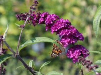 Sommerflieder / Schmetterlingsstrauch &#8218;Cardinal&#8216;, 40-60 cm, Buddleja davidii &#8218;Cardinal&#8216;, Containerware