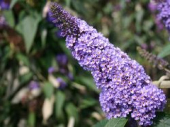 Sommerflieder / Schmetterlingsstrauch 'Ellen's Blue', 40-60 cm, Buddleja davidii 'Ellen's Blue', Containerware