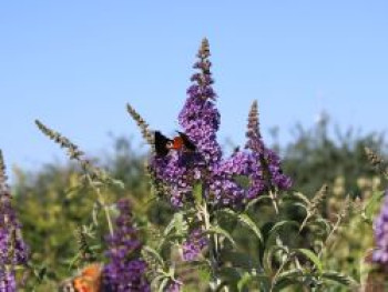 Sommerflieder / Schmetterlingsstrauch 'Empire Blue', 100-125 cm, Buddleja davidii 'Empire Blue', Containerware