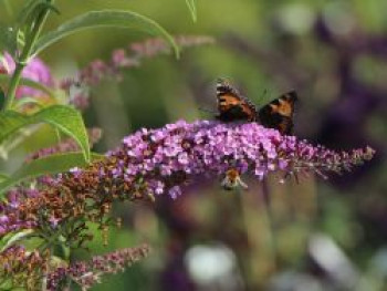 Sommerflieder / Schmetterlingsstrauch &#8218;Fascination&#8216;, 60-100 cm, Buddleja davidii &#8218;Fascination&#8216;, Containerware