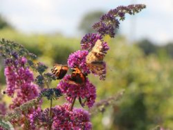 Sommerflieder / Schmetterlingsstrauch 'Flower Power' ® / 'Bicolor', 40-60 cm, Buddleja davidii 'Flower Power' ® / 'Bicolor', Containerware