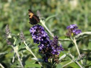 Sommerflieder / Schmetterlingsstrauch &#8218;Free Petite&#8216; / &#8218;Blue Heaven&#8216;, Buddleja davidii &#8218;Free Petite&#8216; / &#8218;Blue Heaven&#8216;, Containerware