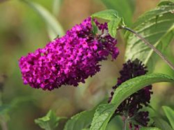 Sommerflieder / Schmetterlingsstrauch 'Funky Fuchsia', Buddleja davidii 'Funky Fuchsia', Topfware