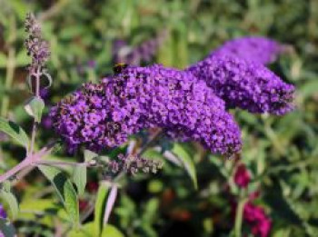 Sommerflieder / Schmetterlingsstrauch &#8218;Groovy Grape&#8216;, Buddleja davidii &#8218;Groovy Grape&#8216;, Containerware