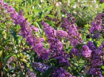 Sommerflieder / Schmetterlingsstrauch &#8218;Ile de France&#8216;, 40-60 cm, Buddleja davidii &#8218;Ile de France&#8216;, Containerware