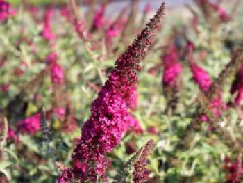 Schmetterlingsflieder / Sommerflieder &#8218;Miss Molly&#8216;, Buddleja davidii &#8218;Miss Molly&#8216;, Containerware