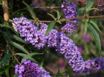 Sommerflieder / Schmetterlingsstrauch &#8218;Nanho Blue&#8216;, 40-60 cm, Buddleja davidii &#8218;Nanho Blue&#8216;, Containerware