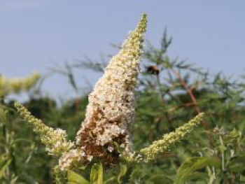 Sommerflieder / Schmetterlingsstrauch 'Peace', 100-125 cm, Buddleja davidii 'Peace', Containerware