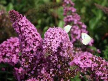 Sommerflieder / Schmetterlingsstrauch 'Pink Delight', 100-125 cm, Buddleja davidii 'Pink Delight', Containerware